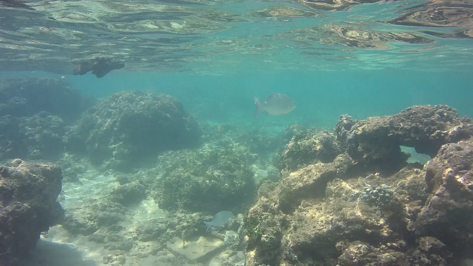 An underwater view of the coral and marine life at Hikkaduwa