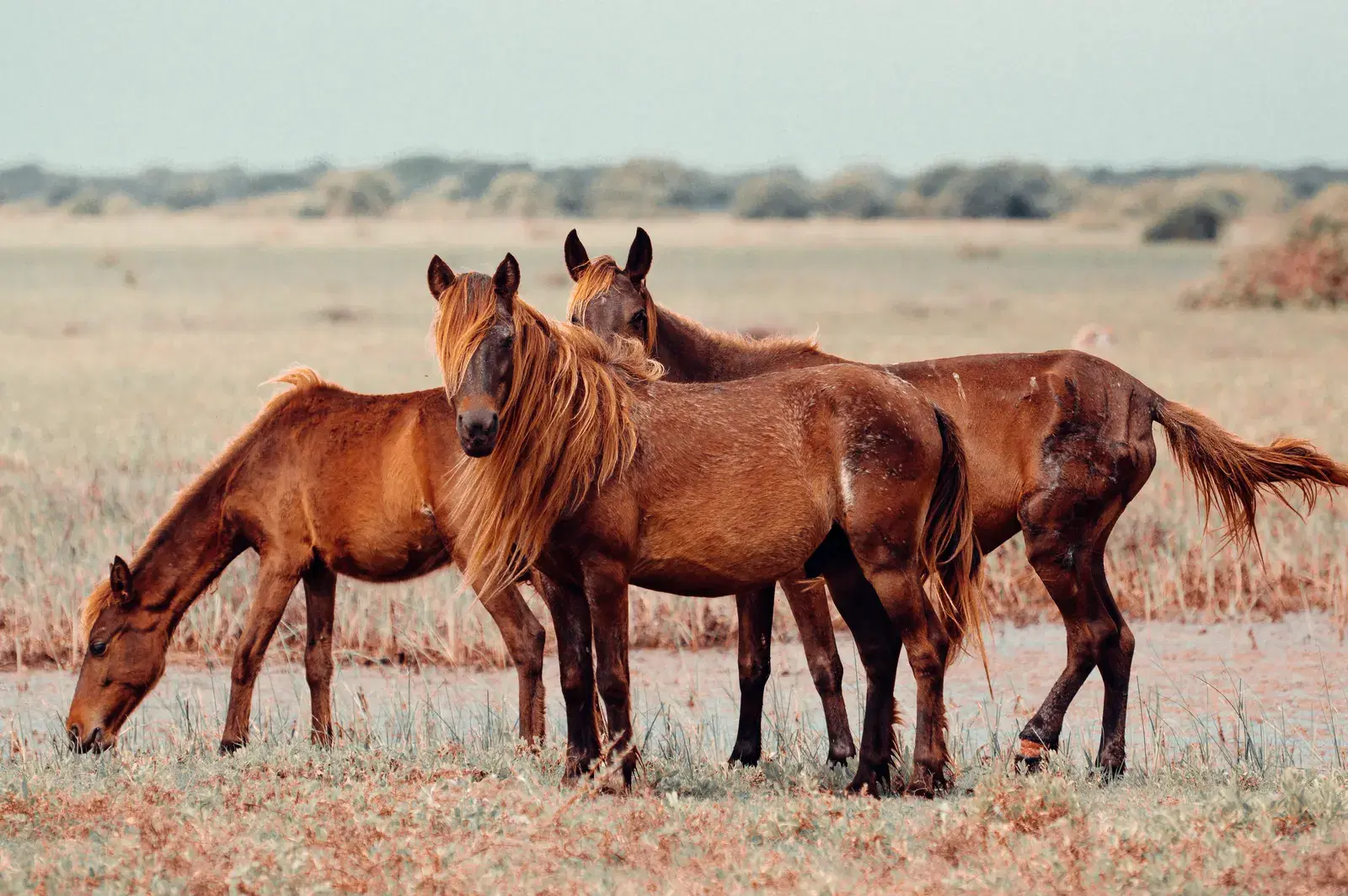 Wild ponies roaming Delft Island near Jaffna