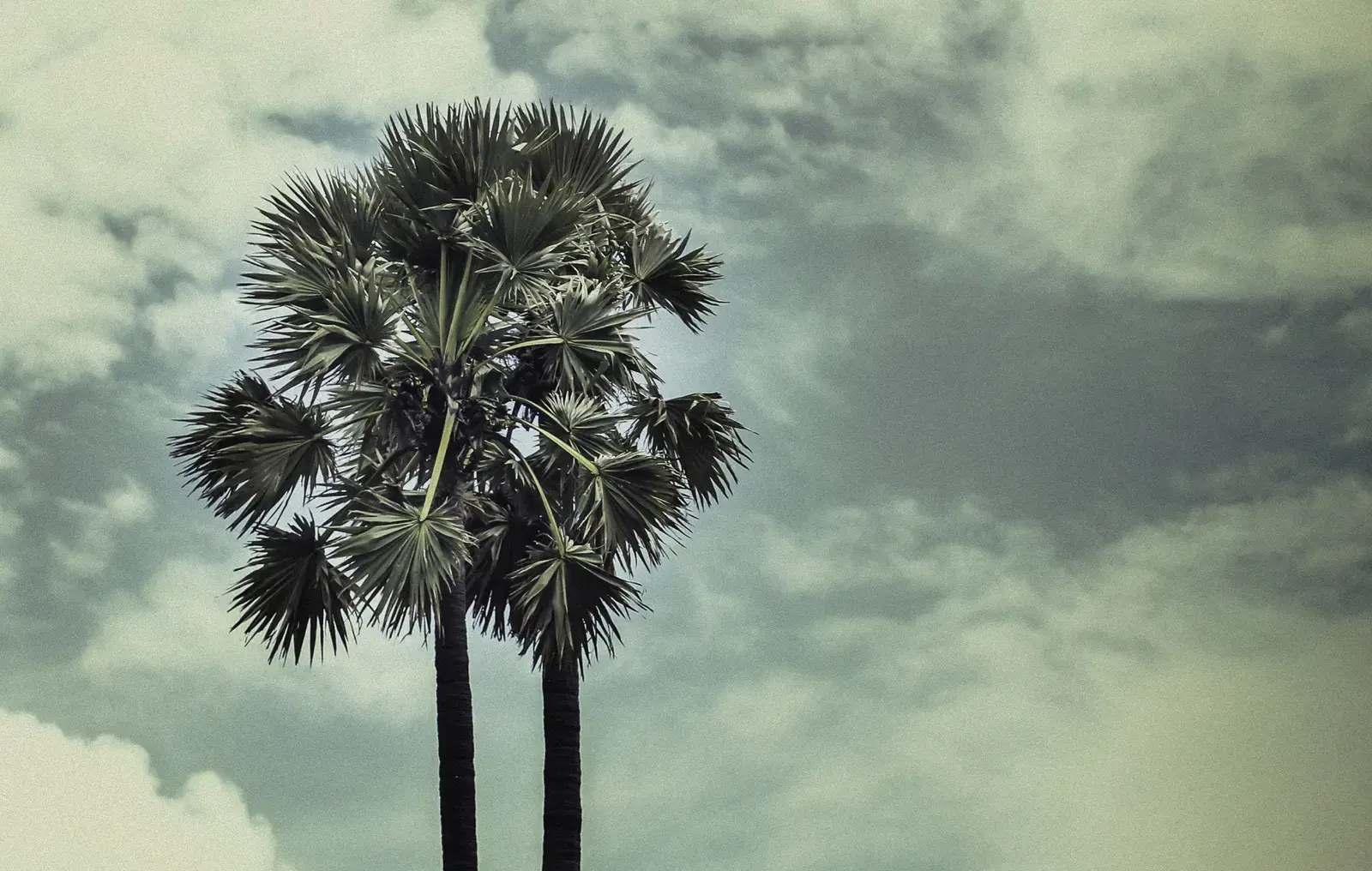 Palmyrah palms characteristic of the Jaffna peninsula