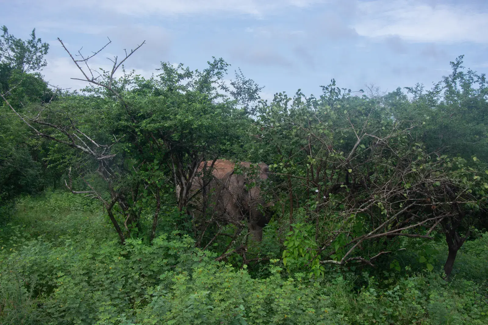 An elephant in Yala National Park