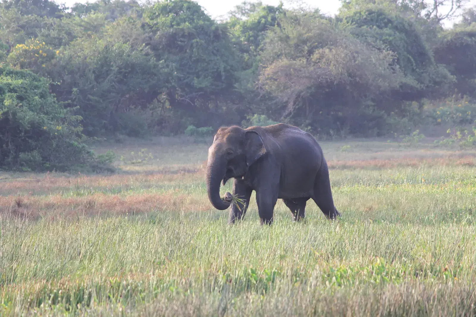 A lone elephant at a water tank in Yala National Park