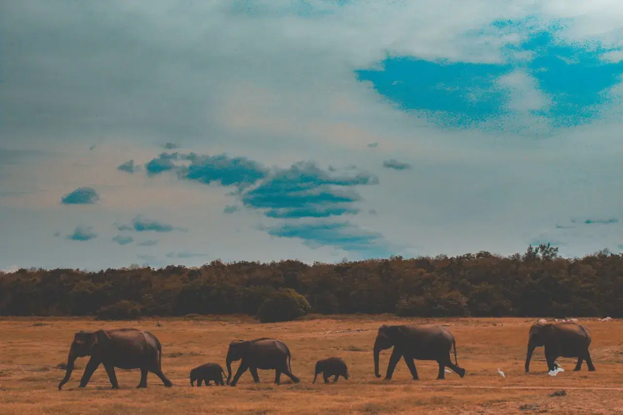 Elephants in Yala National Park