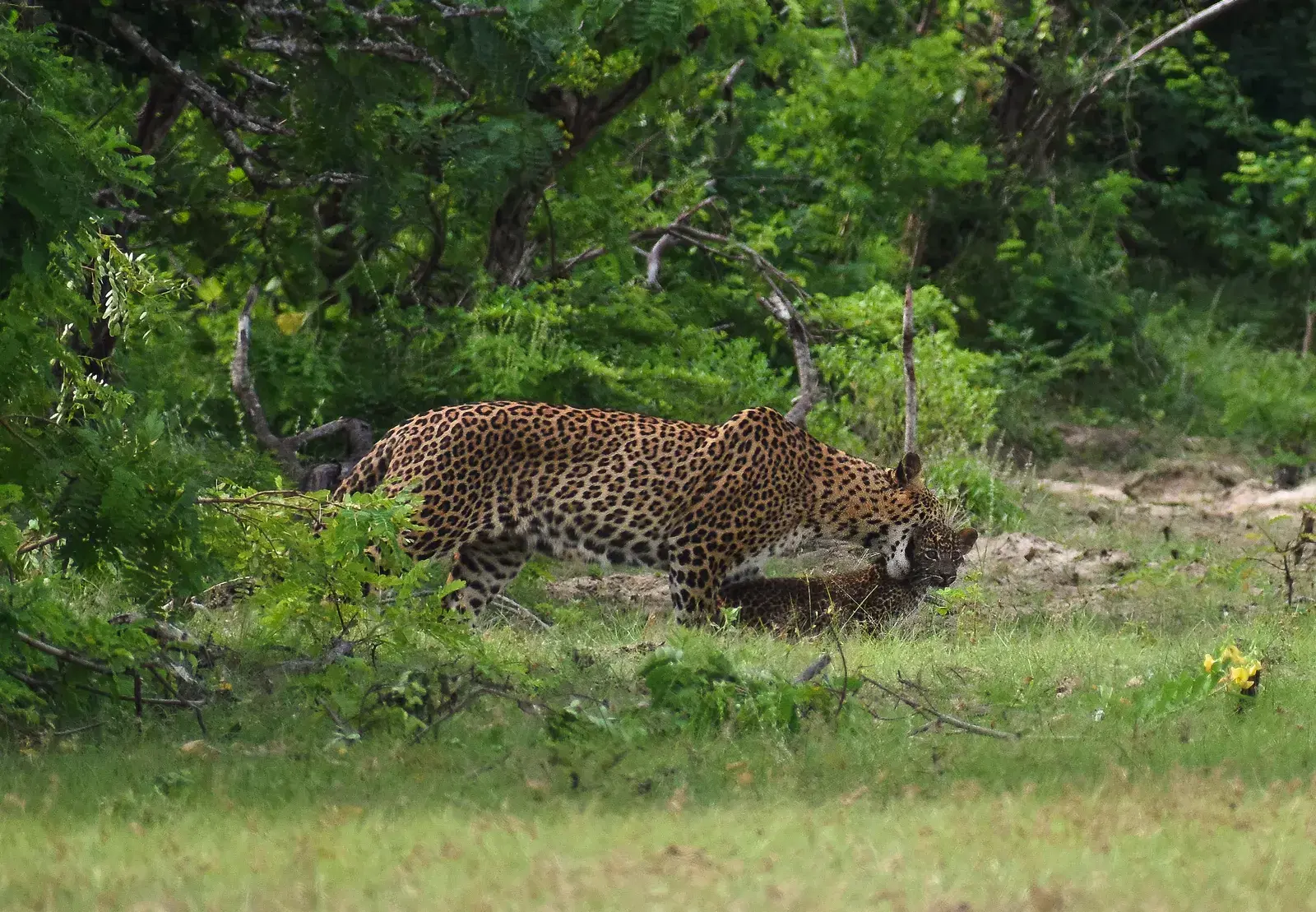 The landscape of Yala National Park