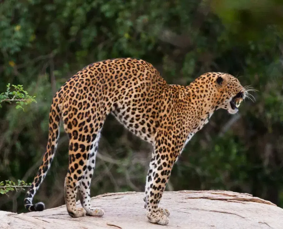 A Sri Lankan leopard (Panthera pardus kotiya) at Yala