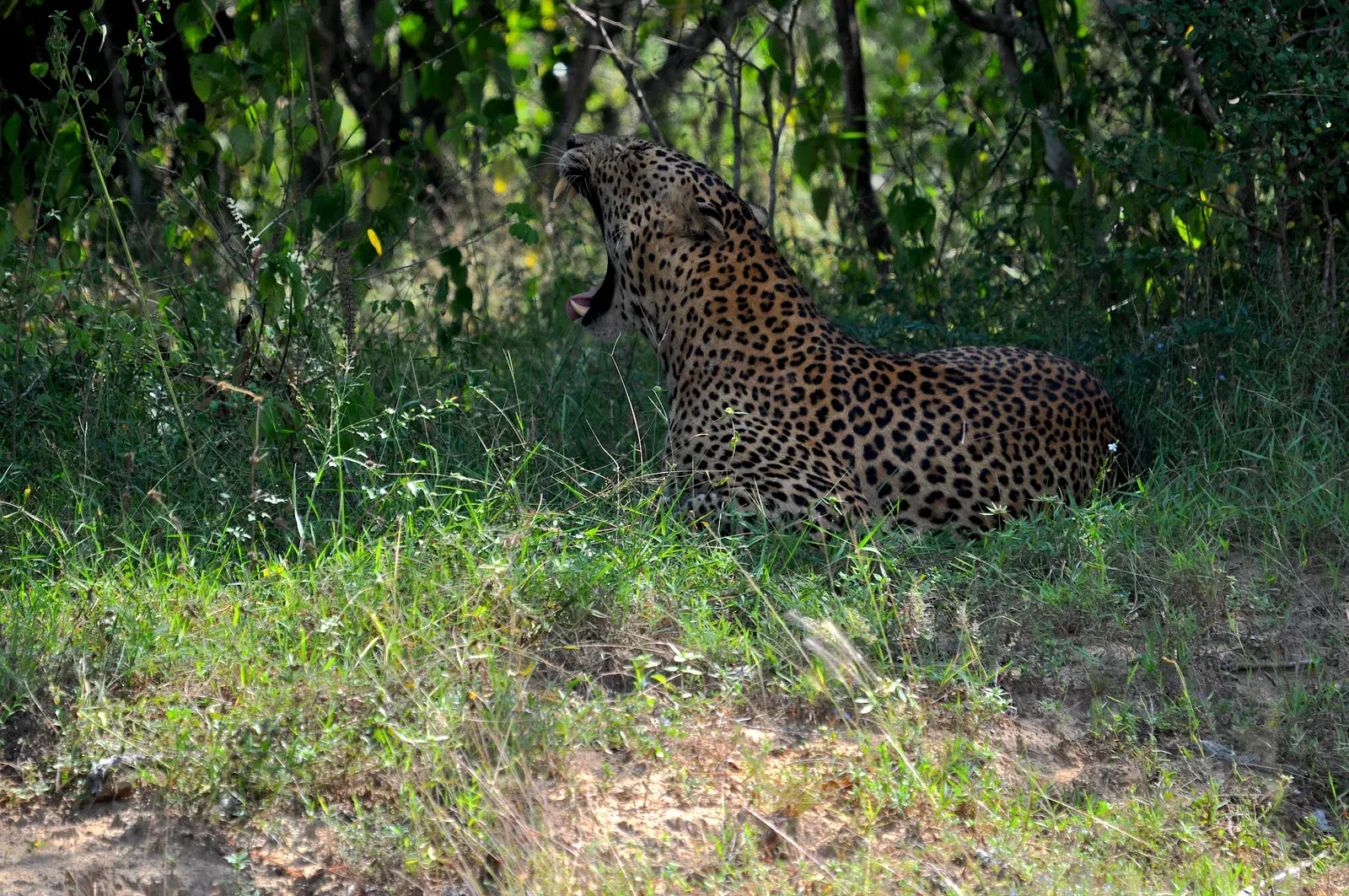 A Sri Lankan leopard in the wild at Yala