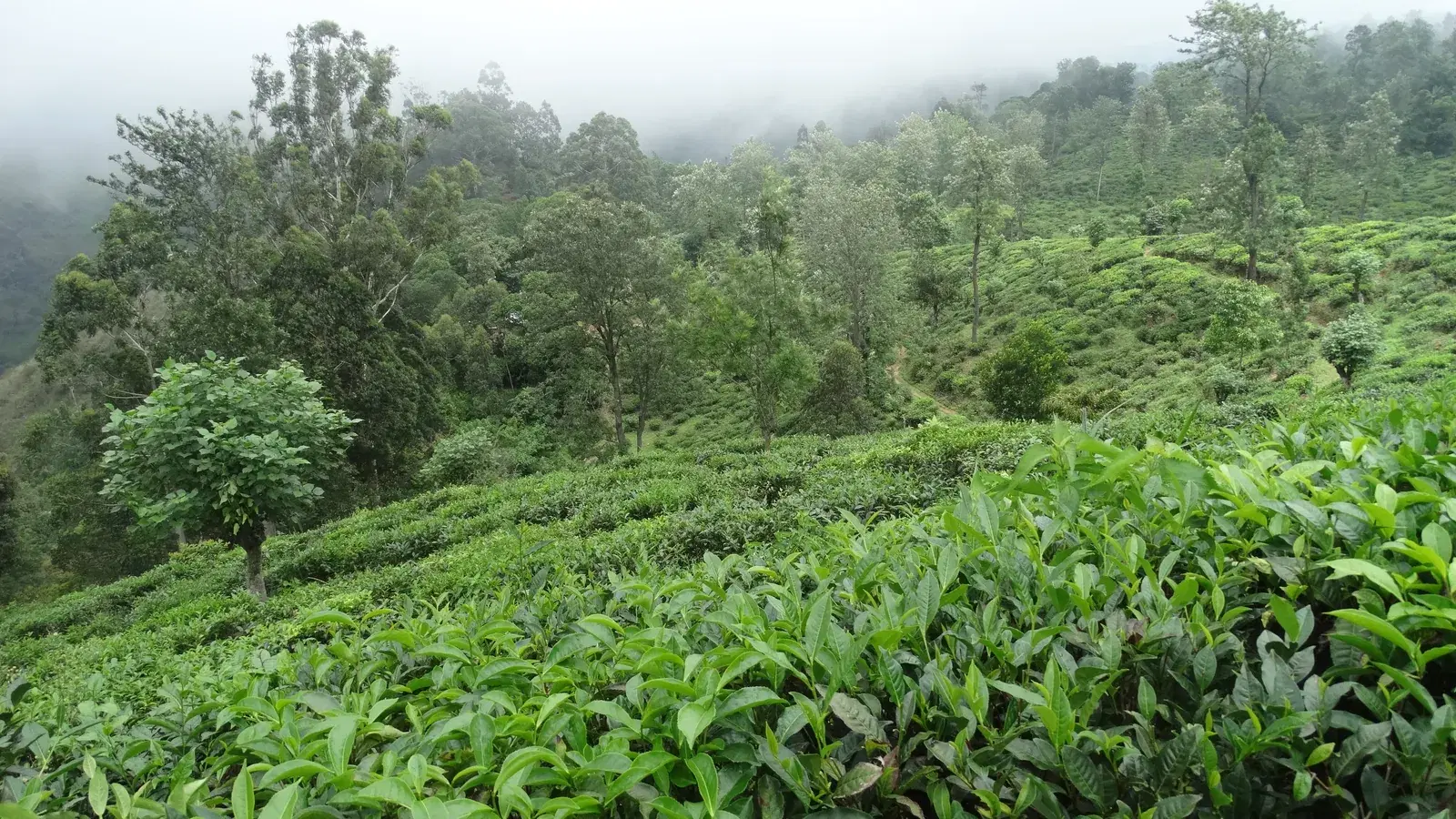 Sri Lanka's Hill Country in 2026 and 2027: The Train Is Still Broken, and Other Things Nobody Updated