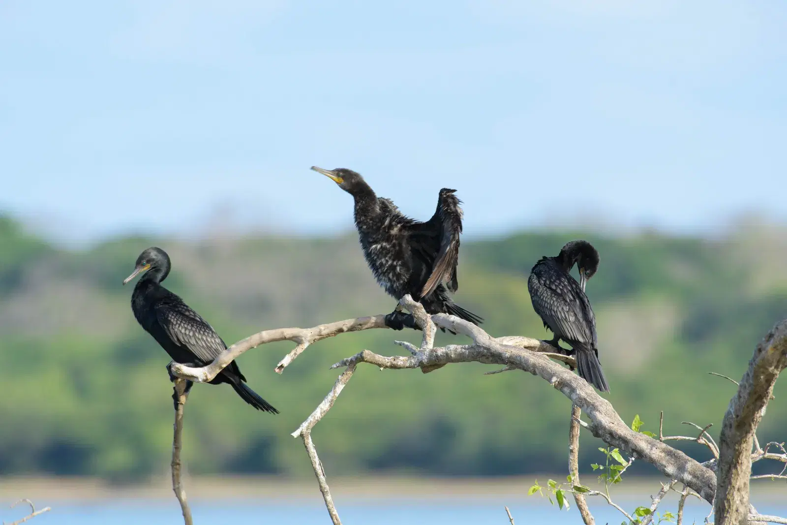 Indian cormorants in Kumana National Park near Arugam Bay