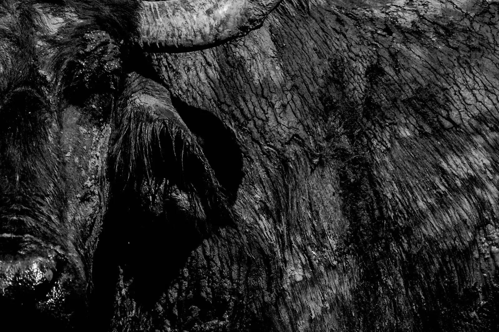 A water buffalo in Kumana National Park