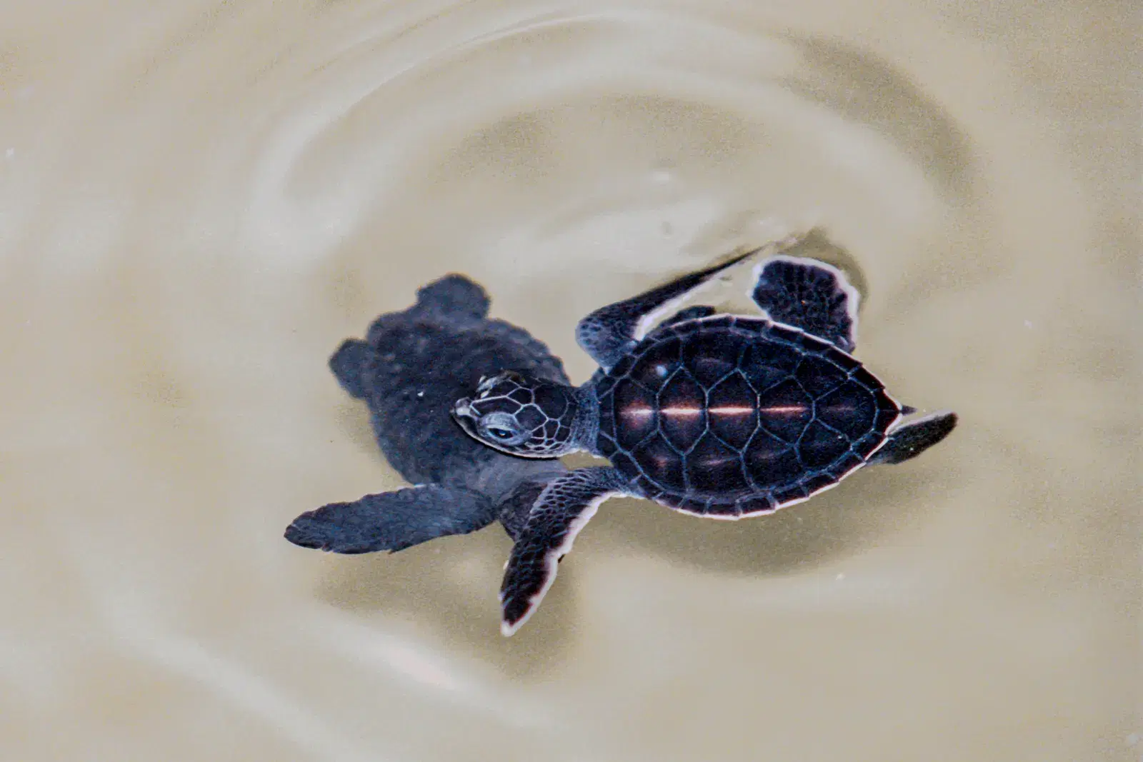 The Kosgoda sea turtle hatchery near Bentota