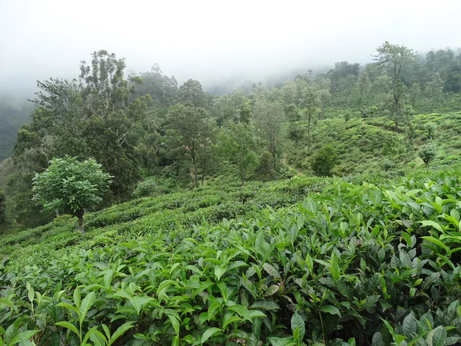 Misty tea plantation scenery outside Ella