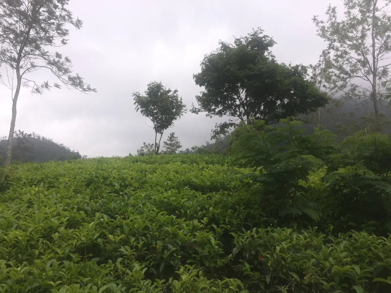 Tea plantations in the hills surrounding Hatton