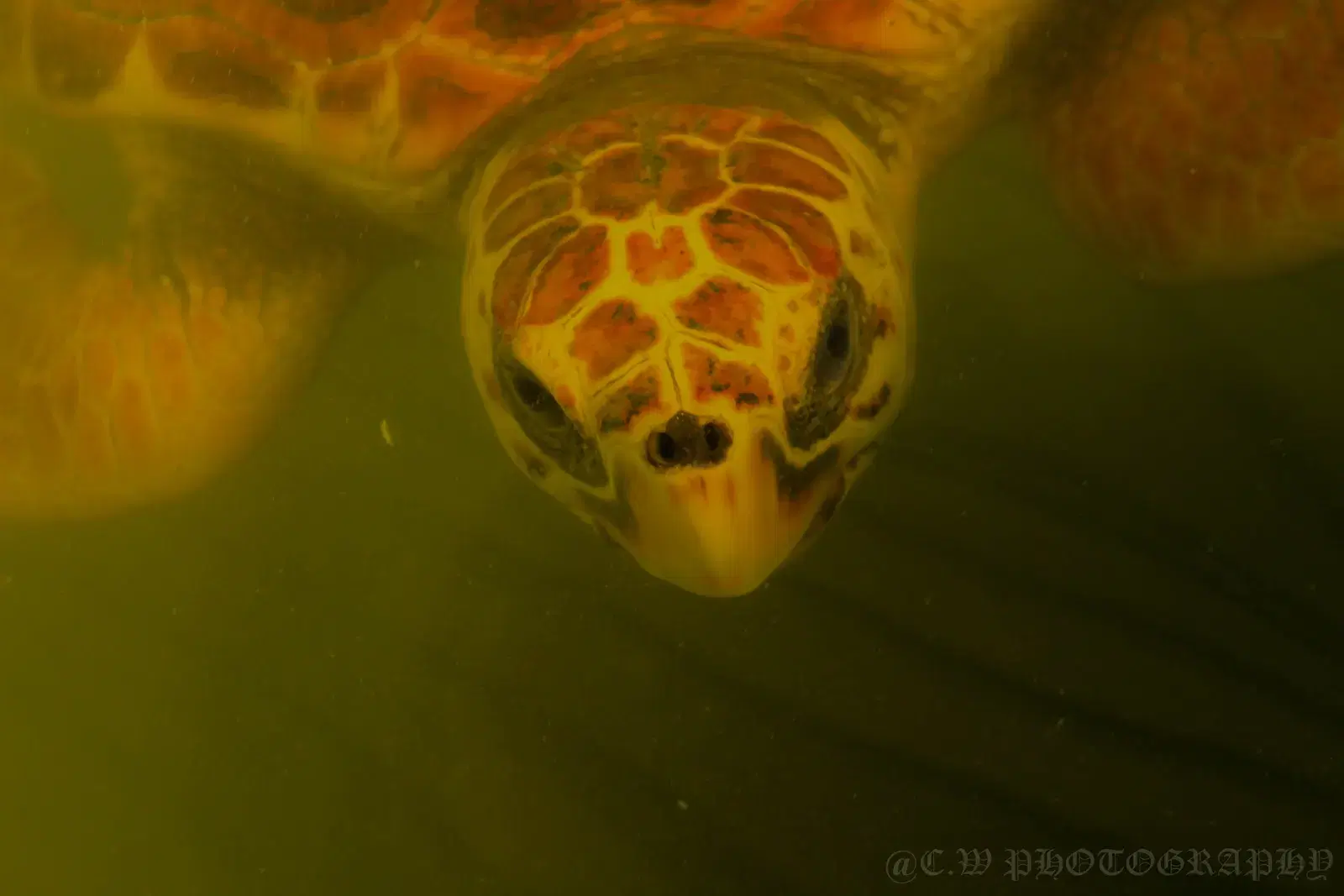 A sea turtle swimming near the reef at Hikkaduwa