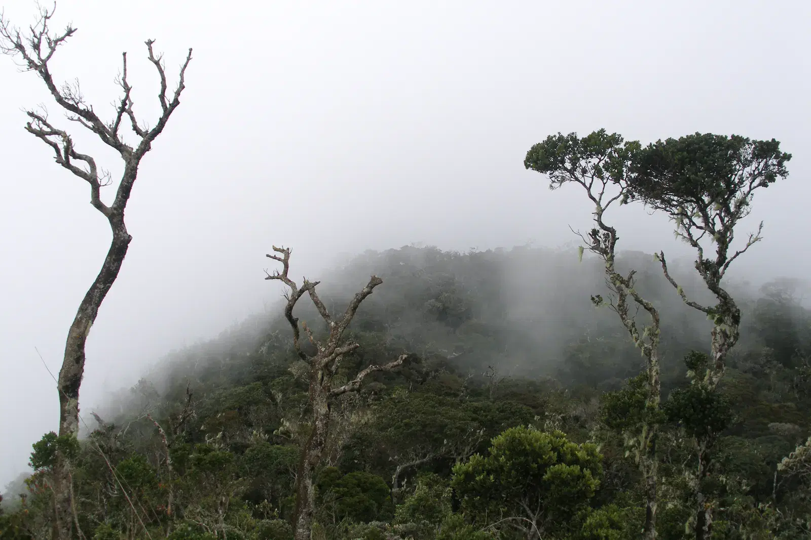 Dense cloud forest along the Horton Plains loop trail