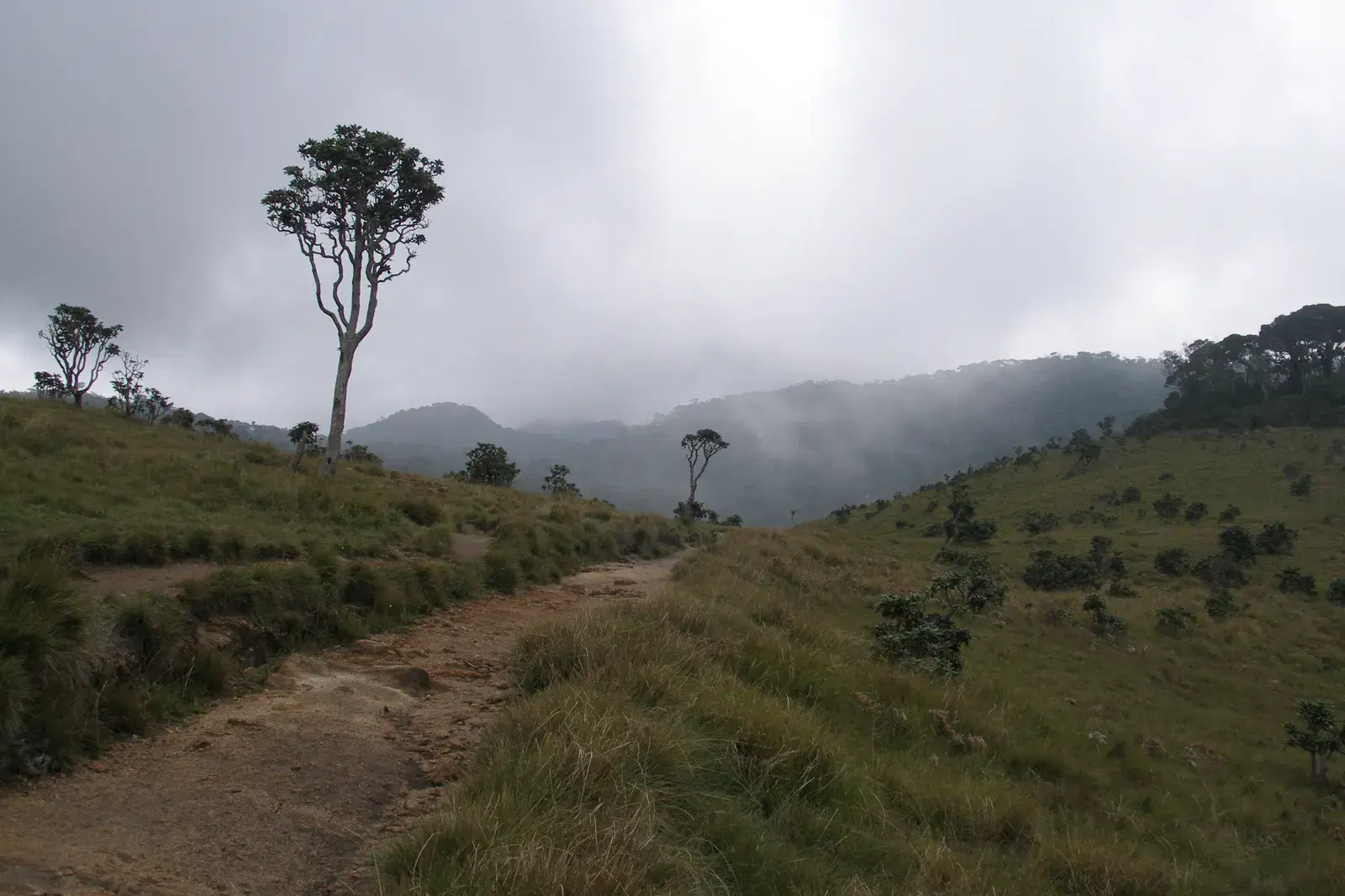The open montane grassland of Horton Plains National Park