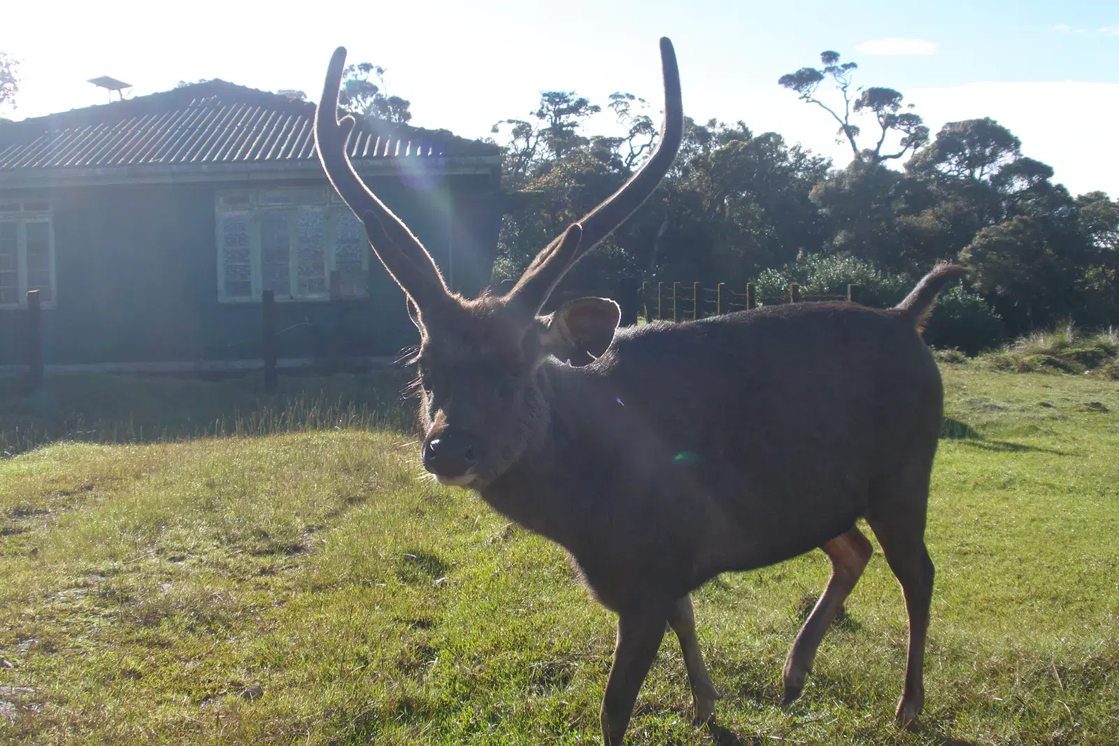 A sambar deer grazing in Horton Plains National Park