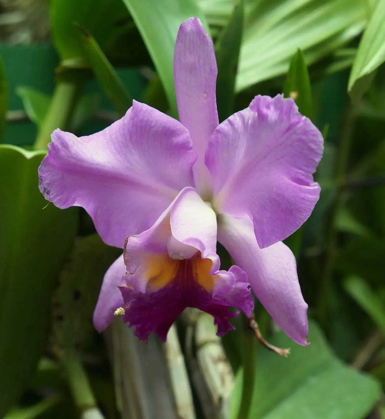The orchid house at Peradeniya Royal Botanical Garden