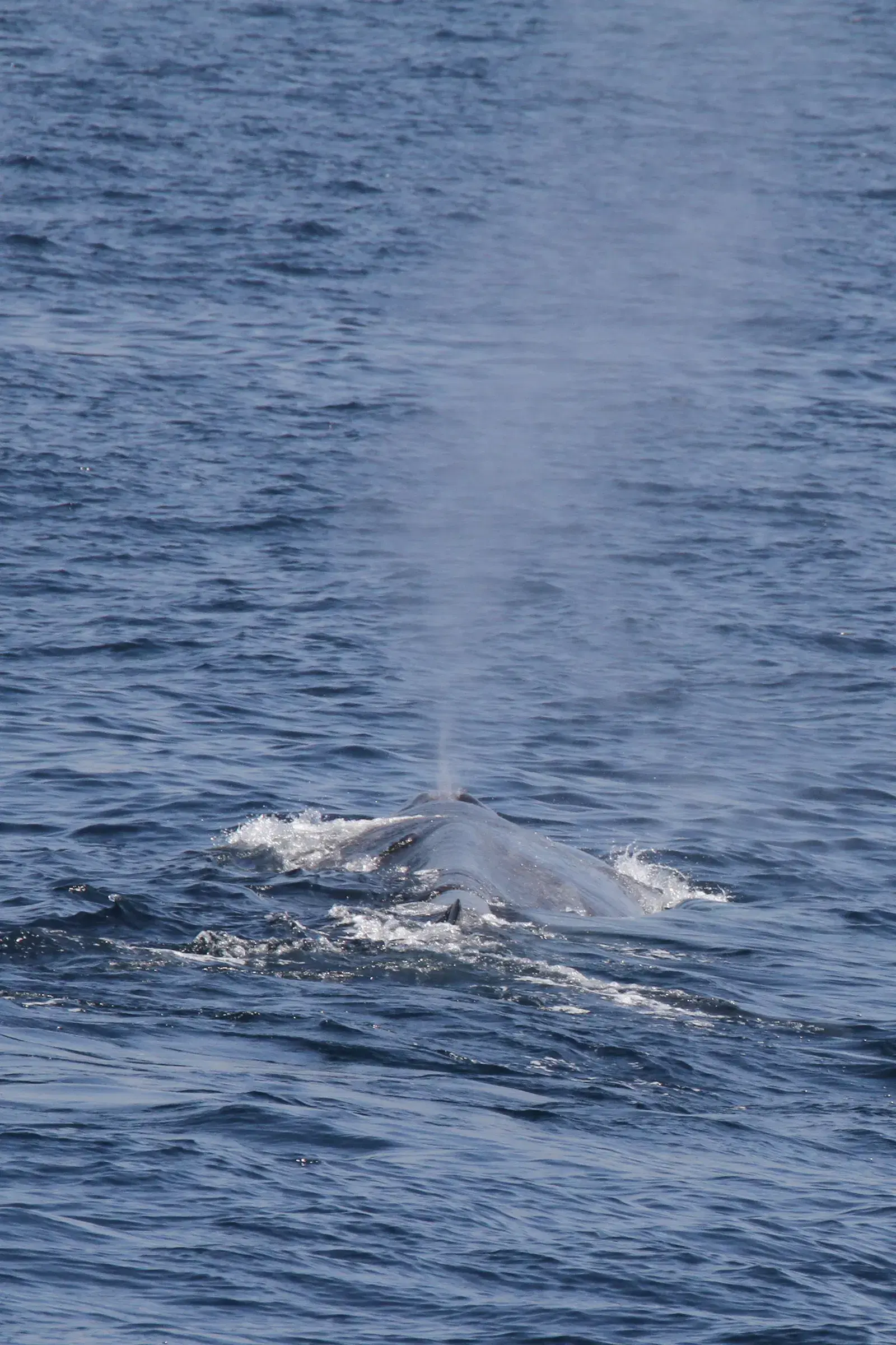A blue whale surfacing off the coast of Sri Lanka
