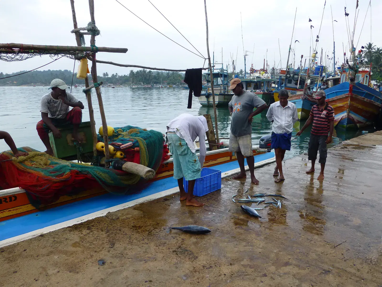 Fresh catch at Mirissa's harbourside fish market