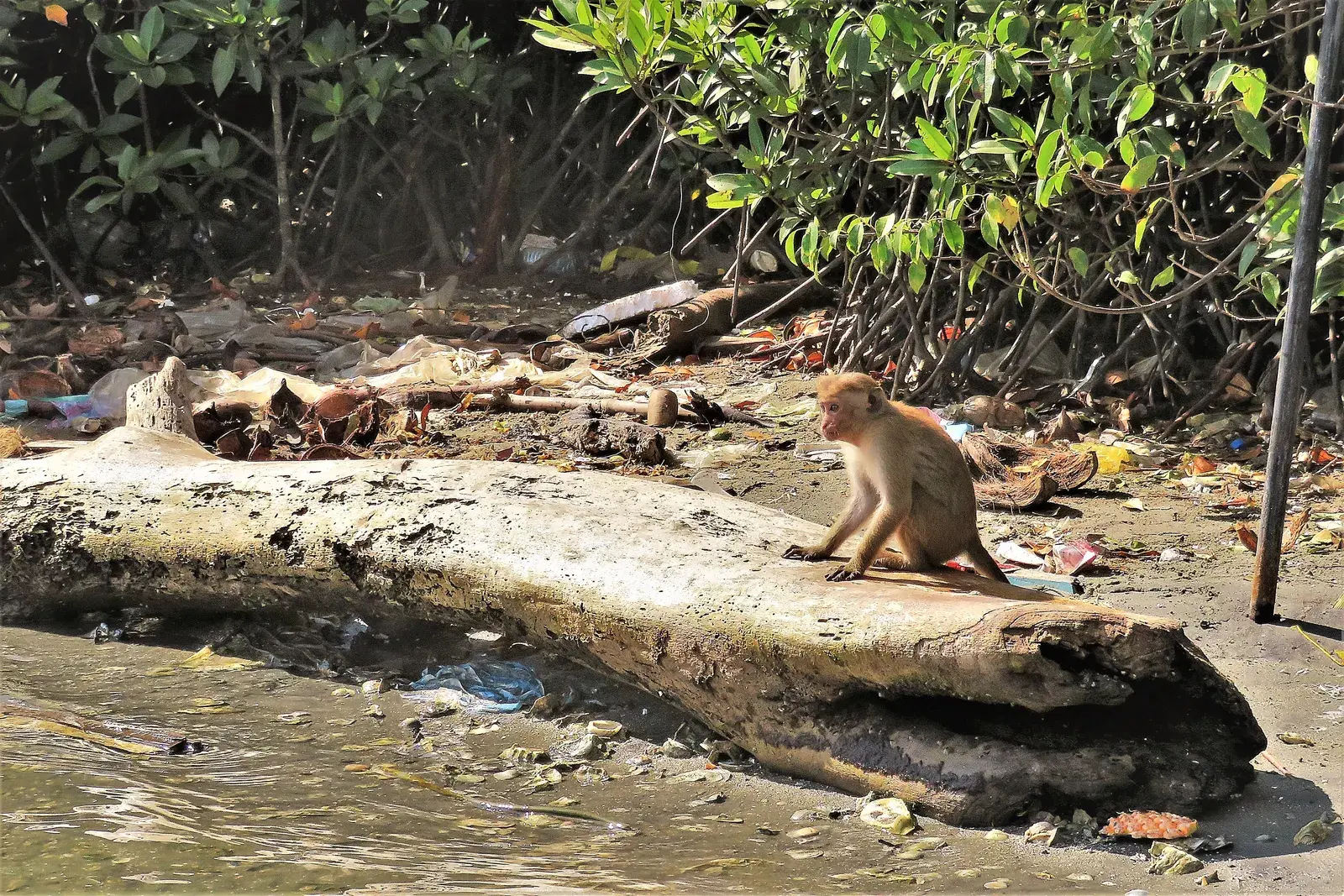 Wildlife in the wetlands near Negombo Lagoon