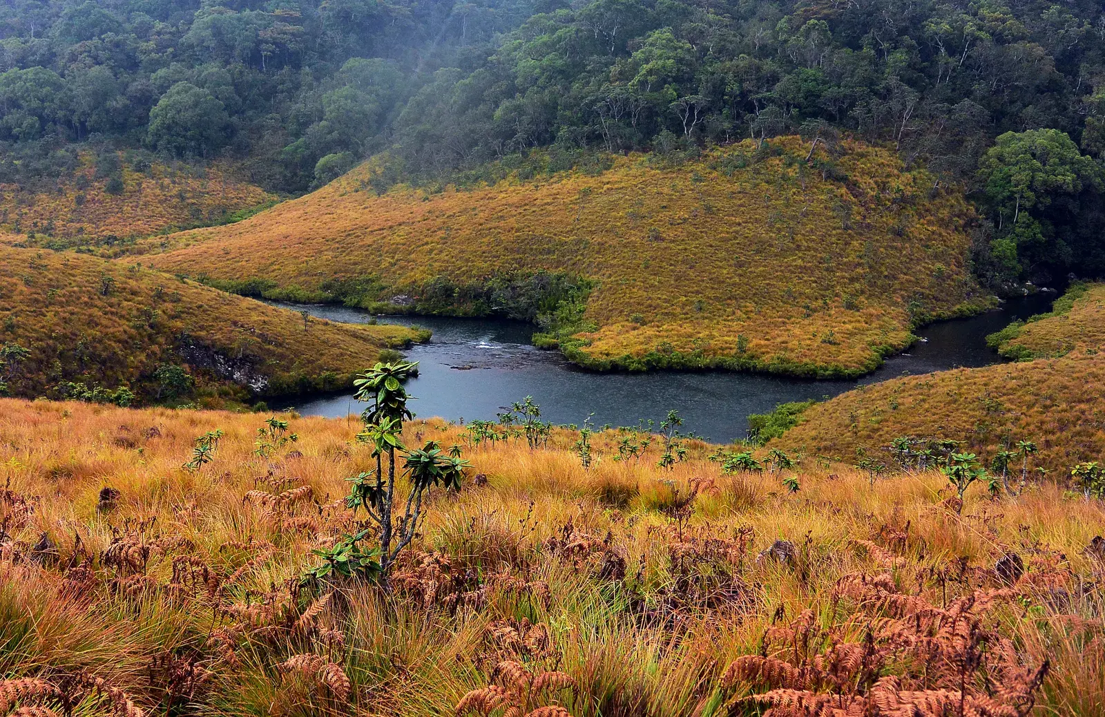 A river running through Horton Plains National Park