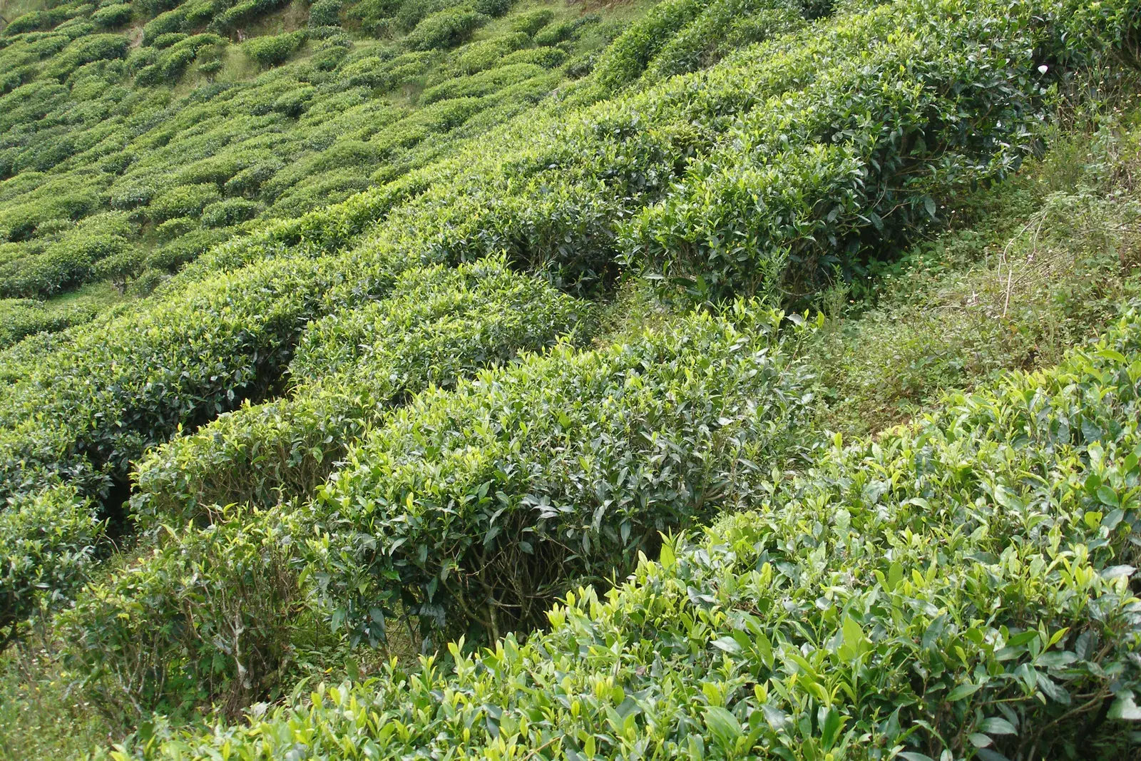Tea plantations covering the hills near Nuwara Eliya