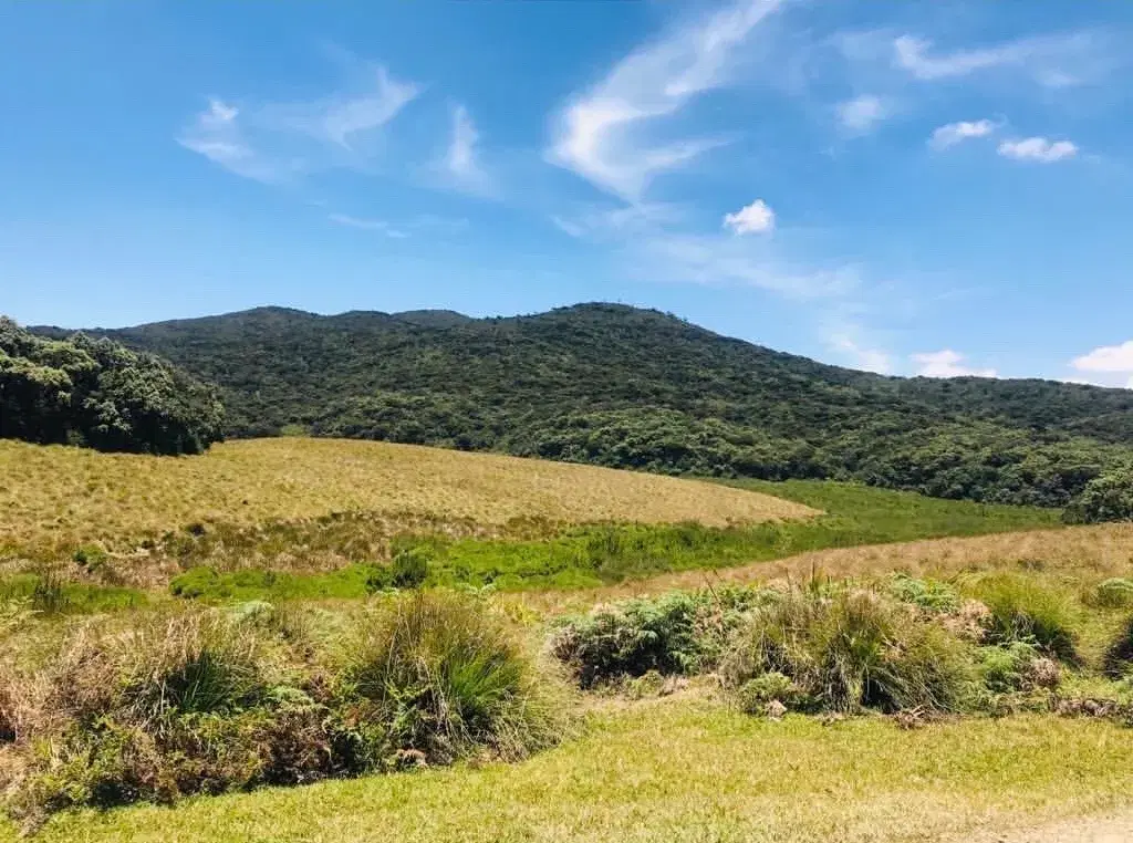 World's End viewpoint in Horton Plains National Park on a clear morning