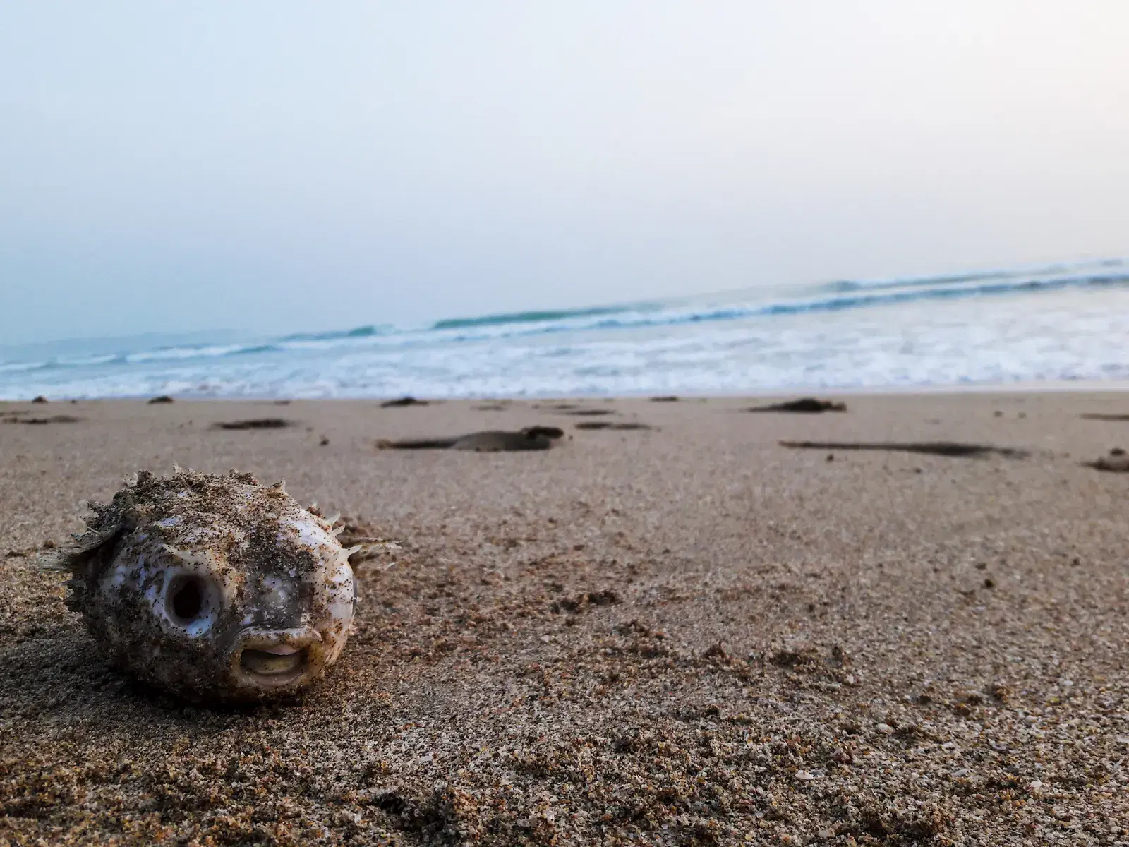 A puffer fish in the waters off Nilaveli, Trincomalee
