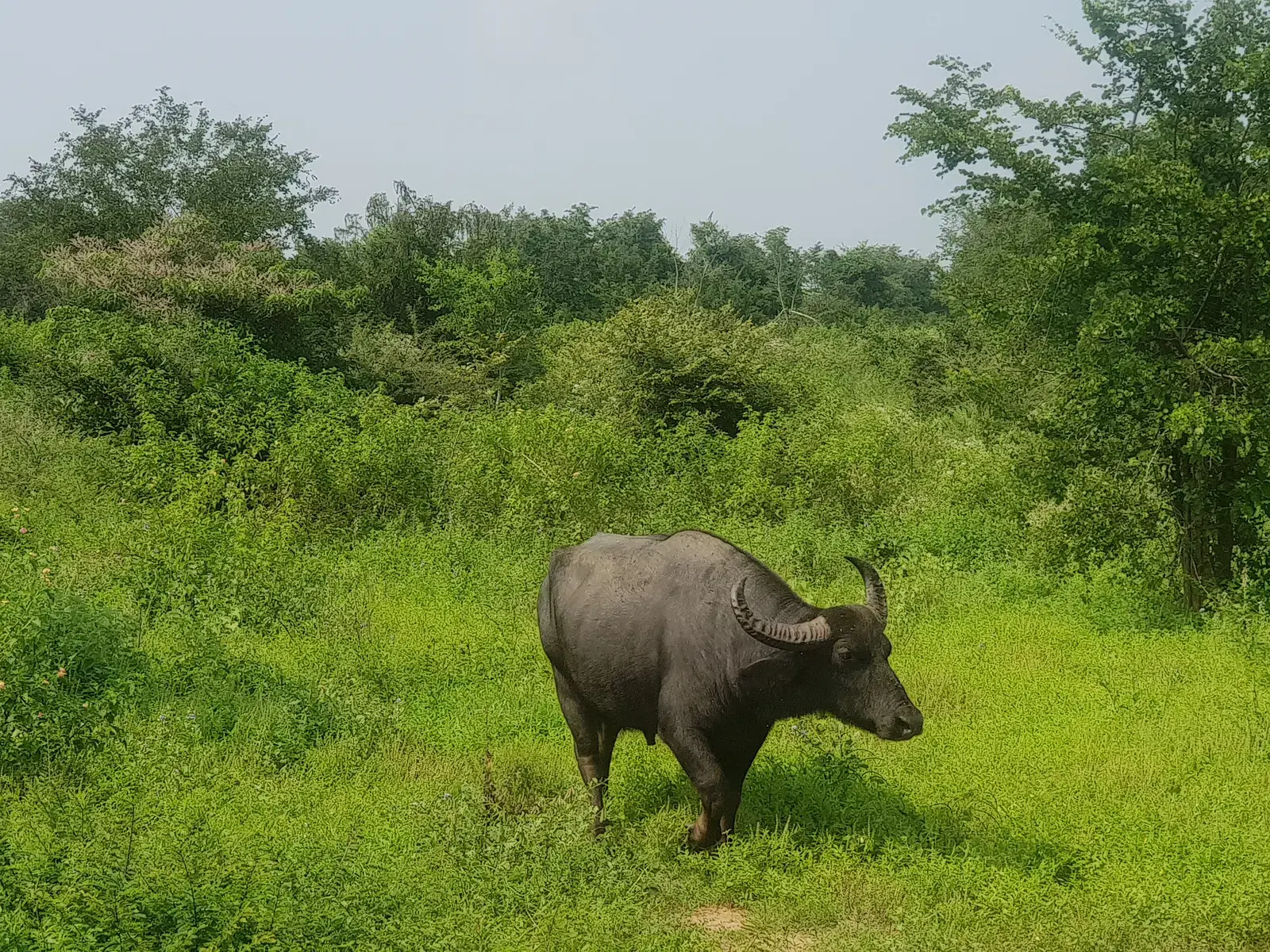 A wild buffalo in Udawalawe National Park