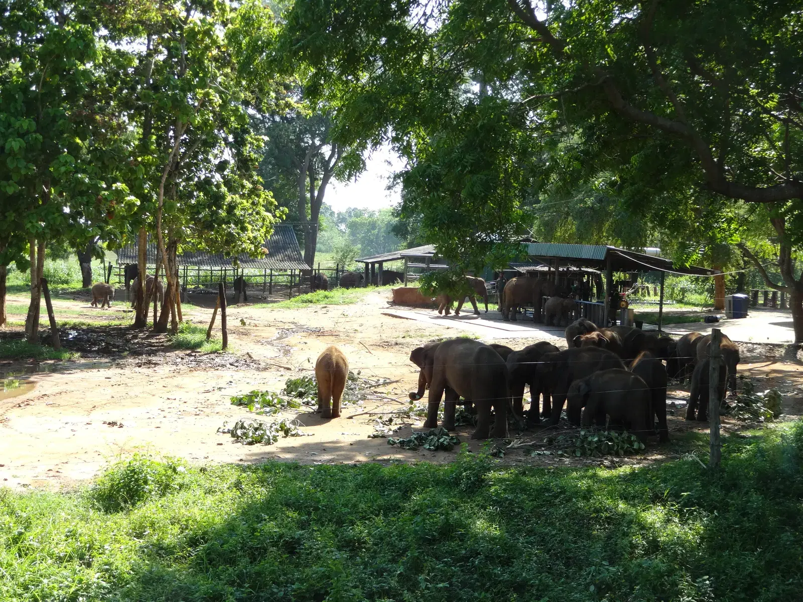 The Elephant Transit Home at Udawalawe, which rehabilitates orphaned elephant calves