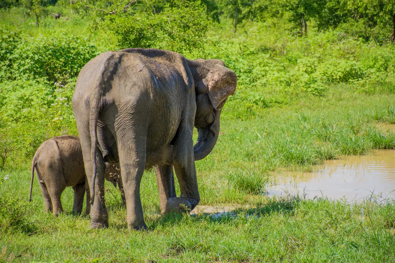A Sri Lankan elephant with its calf in Udawalawe National Park