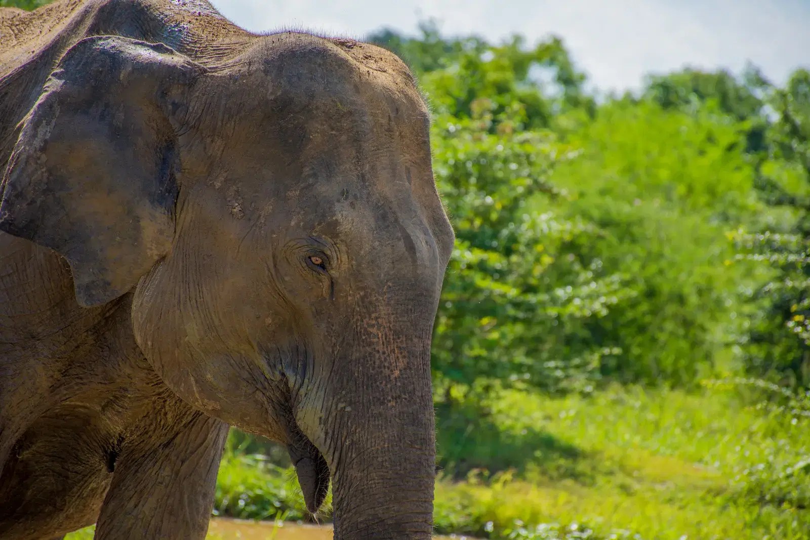 A Sri Lankan elephant in Udawalawe National Park