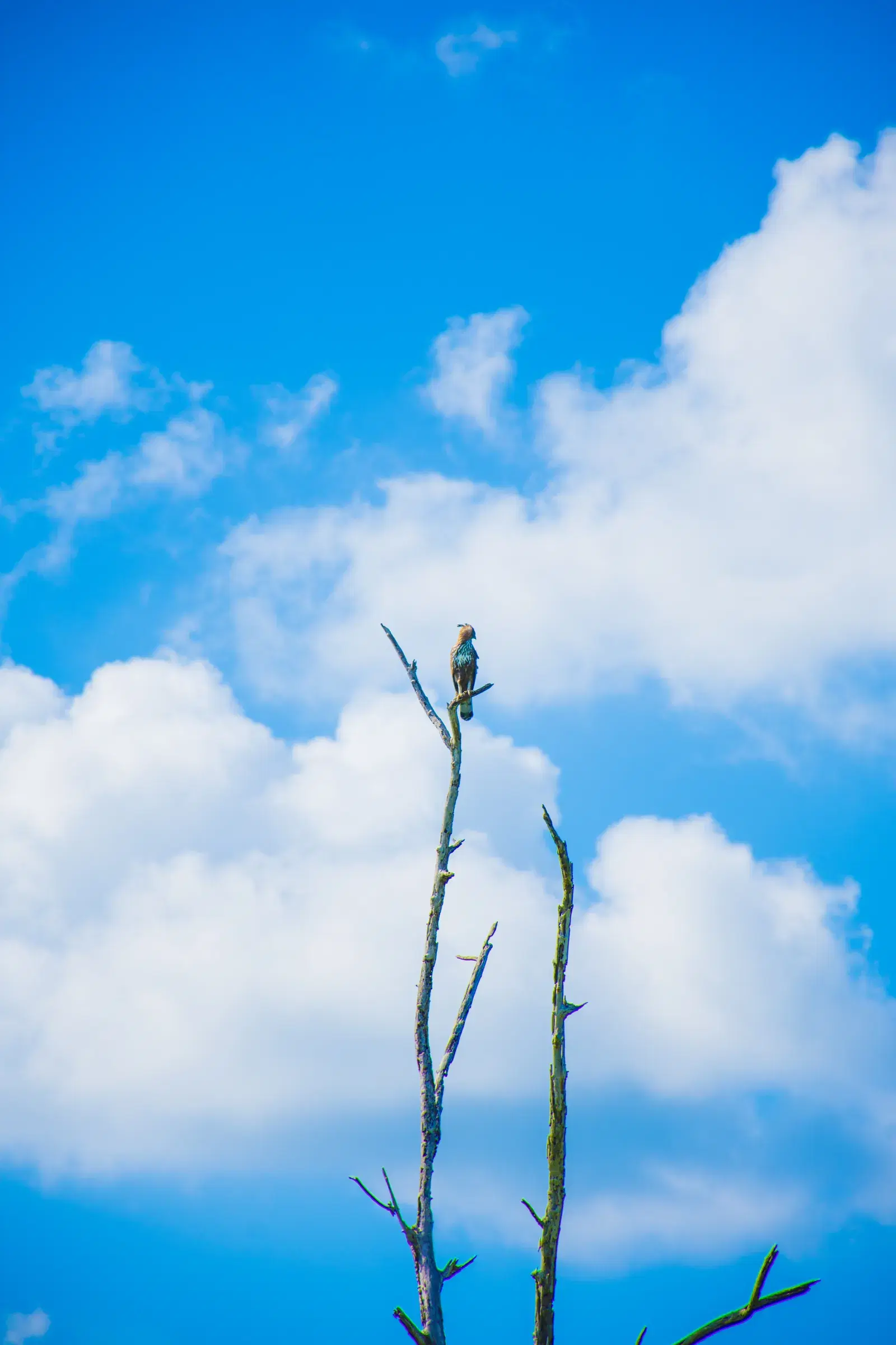 A changeable hawk-eagle in Udawalawe National Park