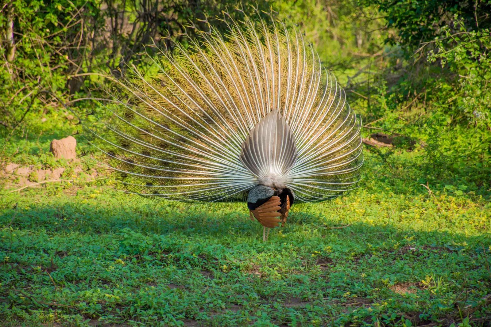 An Indian peacock displaying in Udawalawe National Park