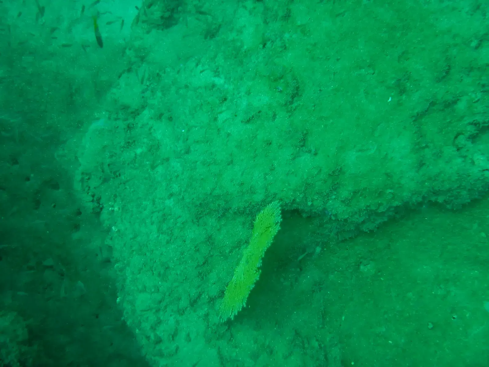 Reef fish among coral off Unawatuna beach