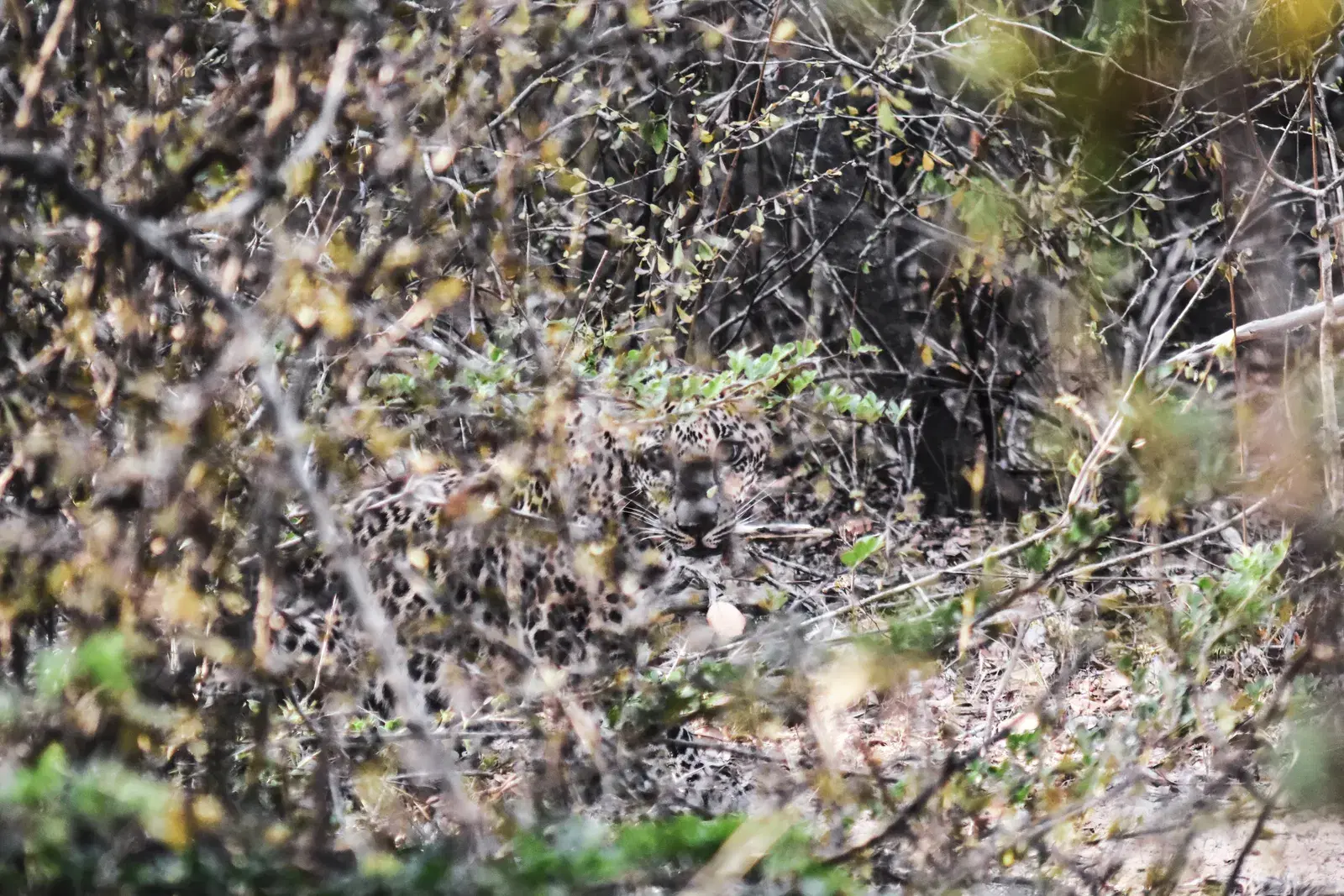 A Sri Lankan leopard in Yala National Park
