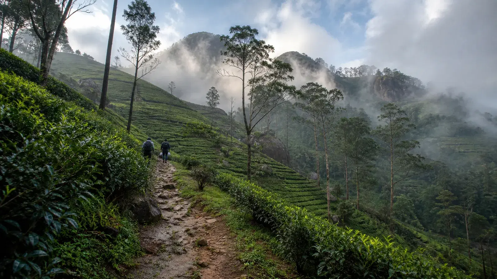 Pekoe Trail Stage 2 in 2026: Galaha to Loolkandura, the Birthplace of Ceylon Tea and the Landslide Section You Need to Know About