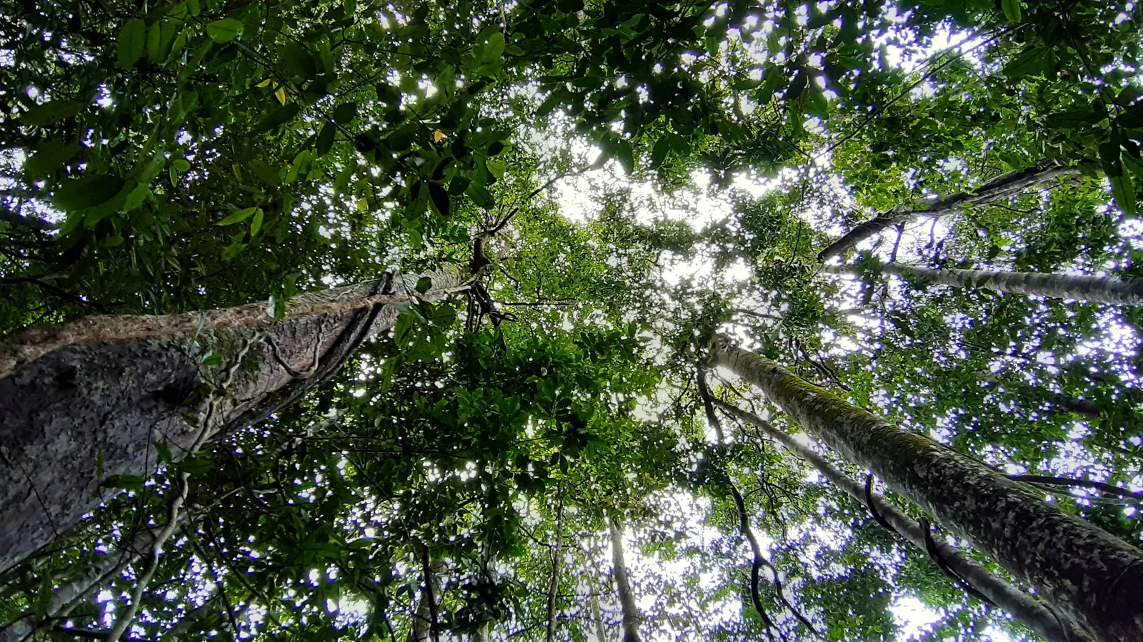 Sinharaja, Knuckles and Kitulgala in 2026 and 2027: Sri Lanka's Rainforests, and Why They Are Not National Parks
