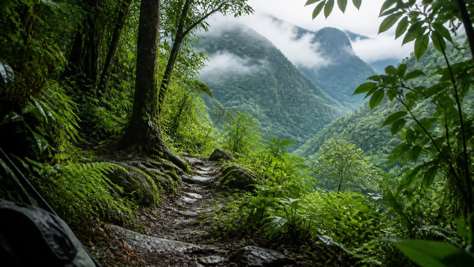 Sinharaja and the Knuckles Range in 2026: Sri Lanka's Two Great Rainforest Treks